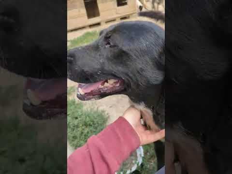 Caïpirinha en vidéo 1