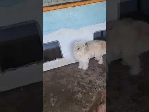 Irving en vidéo 1