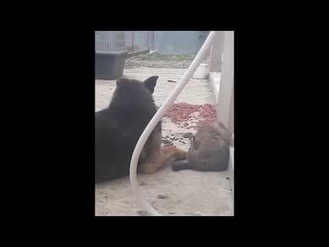 Enee en vidéo 4