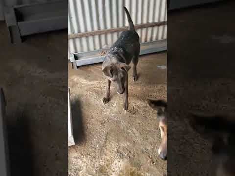Montana en vidéo 3