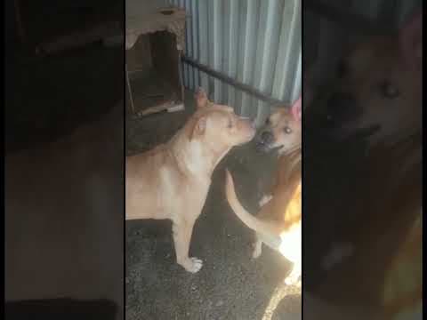 Tunari en vidéo 4