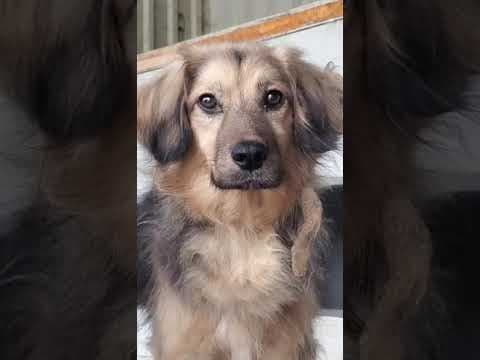 Amazone en vidéo 1
