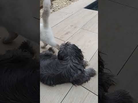 Bulle en vidéo 8