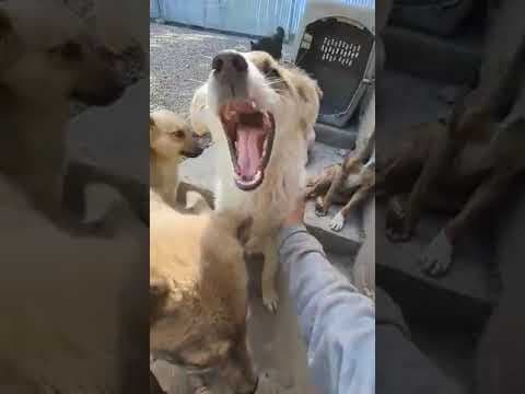 Yellow en vidéo 2