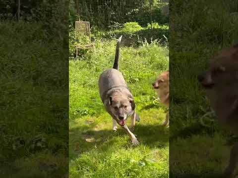 Scapa en vidéo 6
