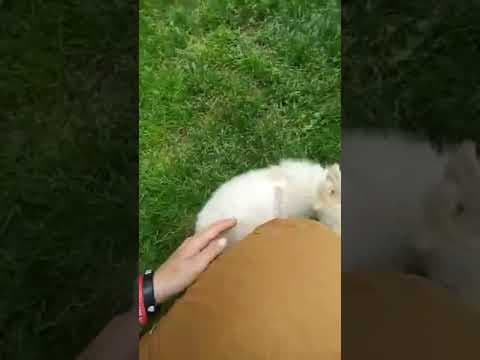 Samy en vidéo 1