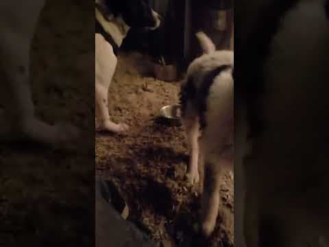 Laya en vidéo 1