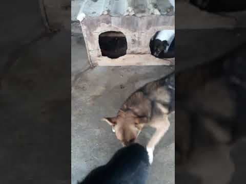 Chipo en vidéo 1