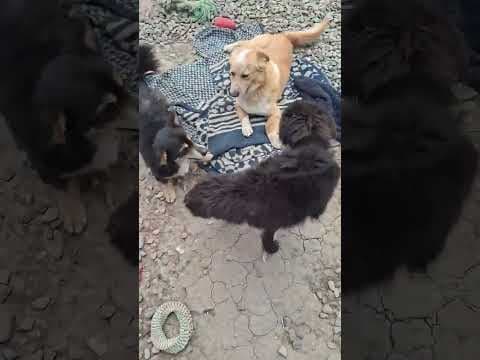 Oldie en vidéo 2