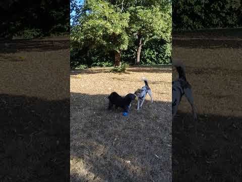 Bulle en vidéo 9