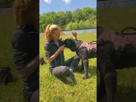 Sigismund en vidéo 1