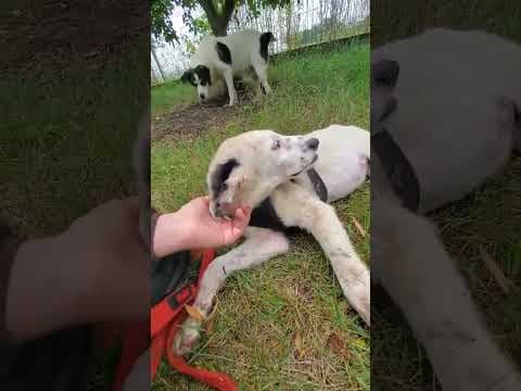 Panda en vidéo 2