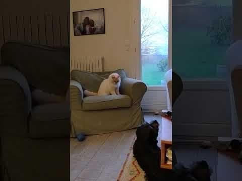 Bulle en vidéo 7