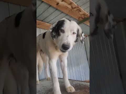 Harley en vidéo 1