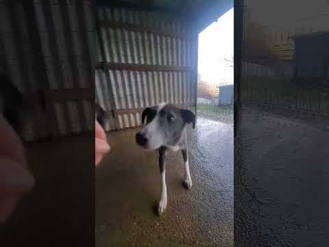Radu en vidéo 4