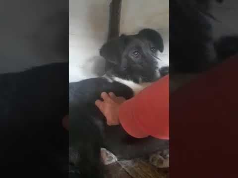 Loulette en vidéo 3