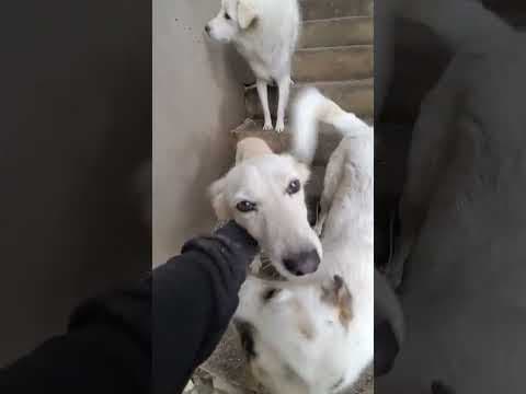 Sumi en vidéo 1