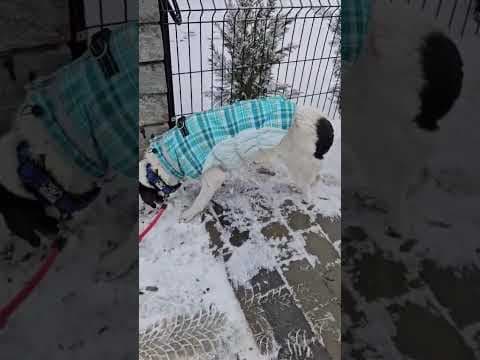 Cody en vidéo 2