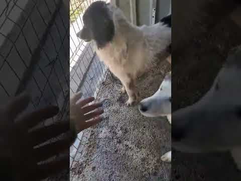 Alfred en vidéo 3