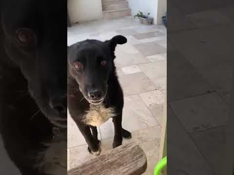 Litchee en vidéo 12