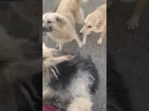 Scruffy en vidéo 1