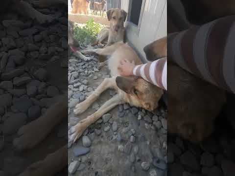 Olive en vidéo 1