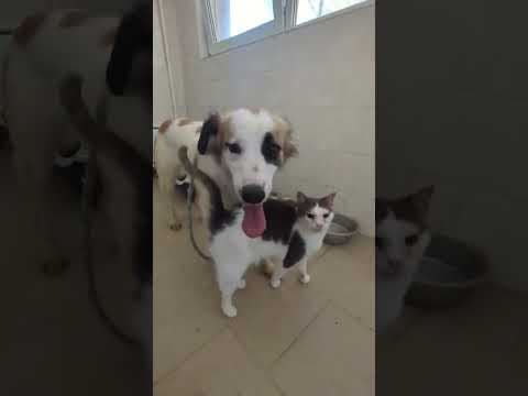 Dexie en vidéo 2