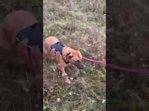 Asahi en vidéo 3