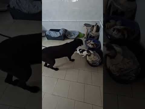 Neagra en vidéo 5