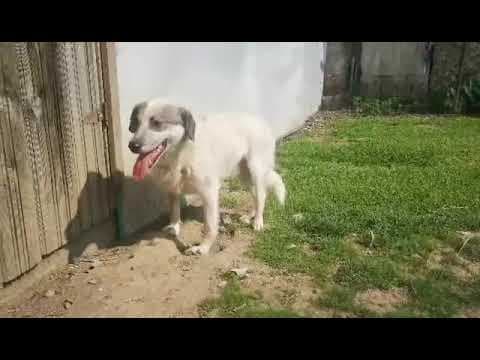 Ragnard en vidéo 5