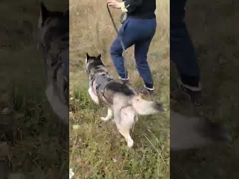 Kira2 en vidéo 2