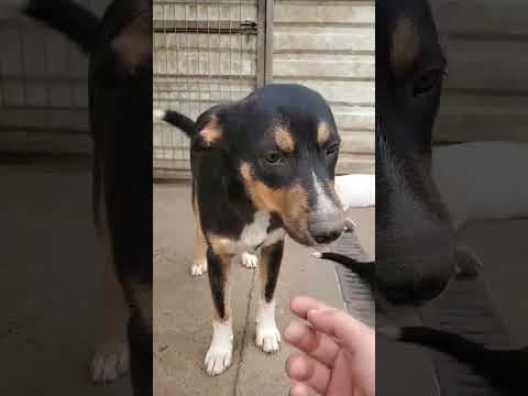 Vito en vidéo 1