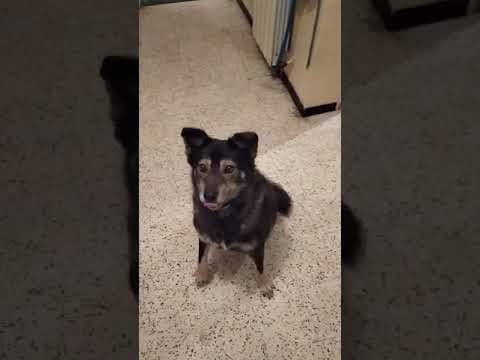 Chipo en vidéo 8