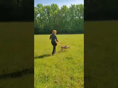 Guss en vidéo 7