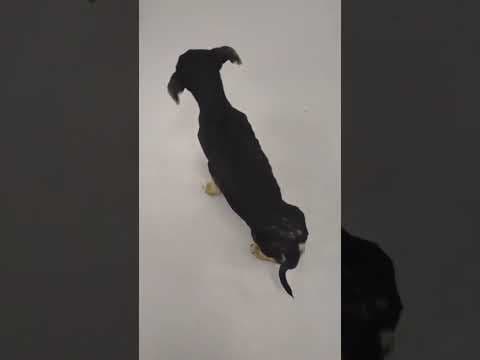 Milo en vidéo 2