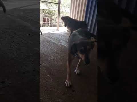 Sheree en vidéo 4