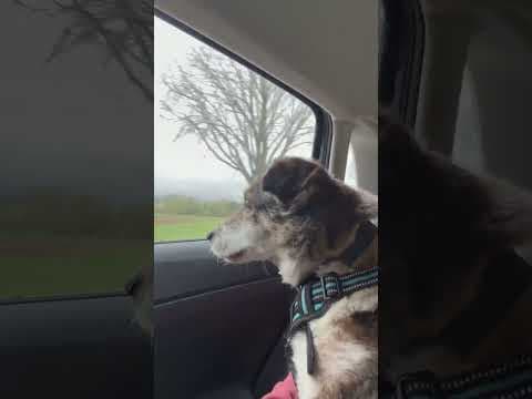 Ziva en vidéo 10