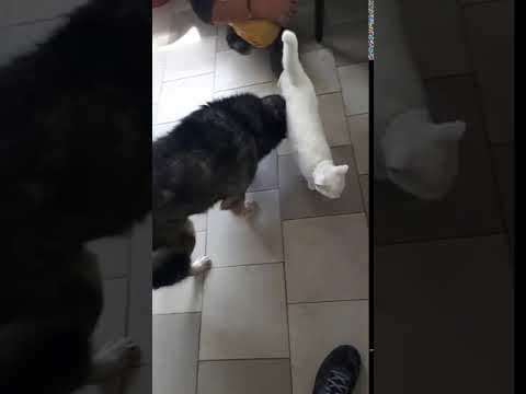 Chipo en vidéo 2
