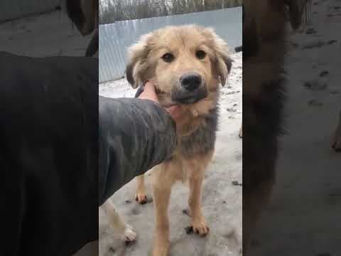 Goldy en vidéo 1