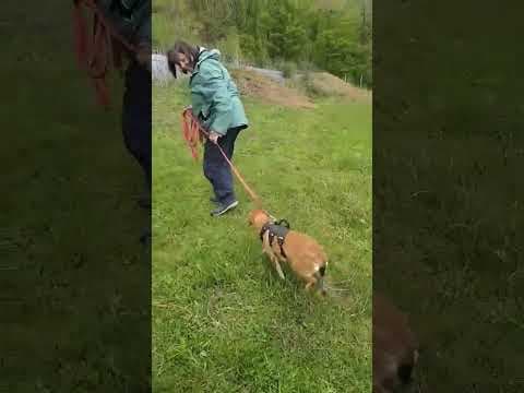 Zorya en vidéo 2
