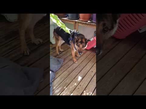 Enee en vidéo 10
