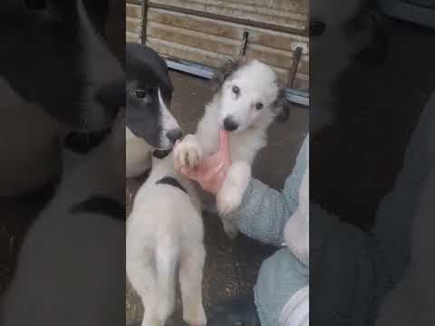 Fletcher en vidéo 1