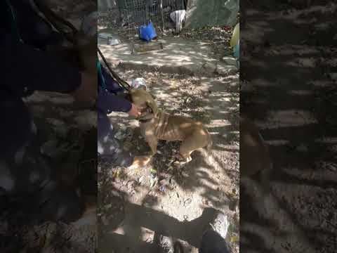 Gengis en vidéo 2