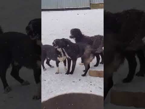 Aponia en vidéo 2