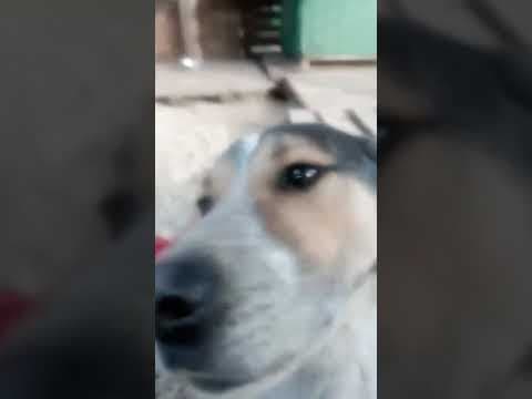 Darwin en vidéo 7