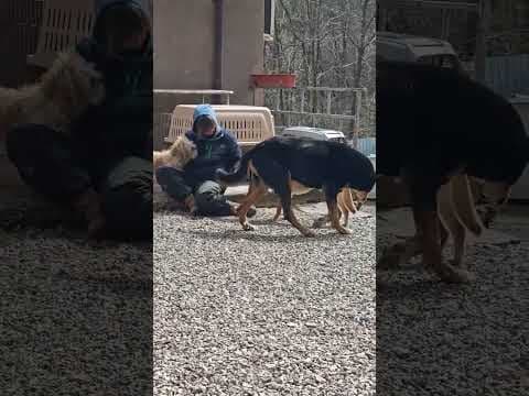 Silco en vidéo 1