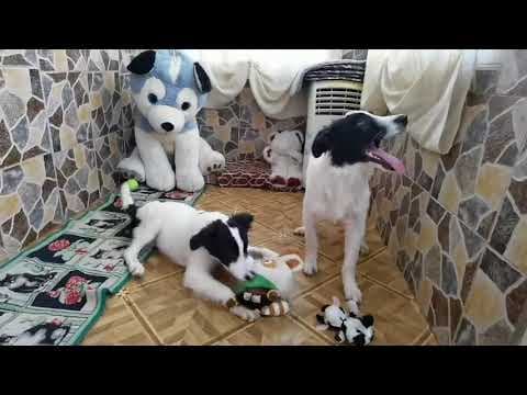 Lukas en vidéo 1