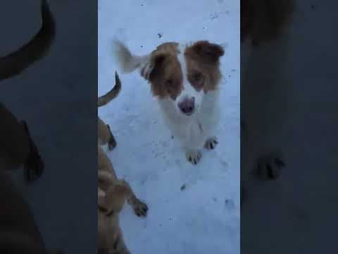 Shallan en vidéo 3