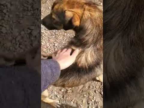 Stetson en vidéo 2