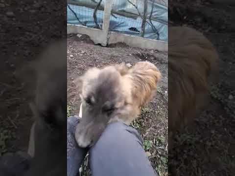 Bonsaï en vidéo 1